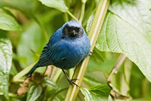 Masked Flowerpiercer (Diglossopis cyanea) adult, perched on stem in montane rainforest, Andes, Ecuador, November