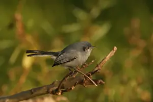 Masked Gnatcatcher (Polioptila dumicola) adult female, perched on twig, Vicente Lopez, Buenos Aires Province, Argentina, july