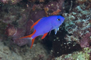 Maluku Prints: Masked Grouper (Gracila albomarginata) juvenile
