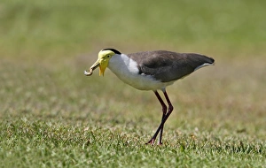 Camping Prints: Masked Lapwing (Vanellus miles) adult