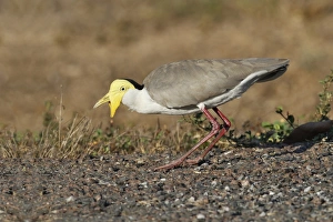 Masked Lapwing (Vanellus miles) adult, foraging at road verge, Northern Territory, Australia