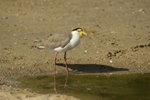 Masked Lapwing (Vanellus miles) adult, standing in shallow water, Queensland, Australia, November