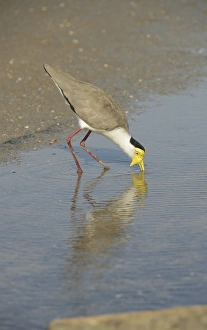 Drinking Prints: Masked Lapwing (Vanellus miles) adult