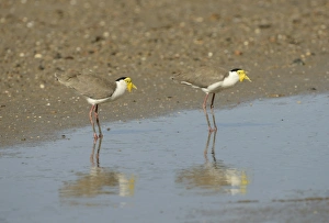 Shallows Prints: Masked Lapwing (Vanellus miles) two adults