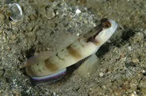 Masked Shrimpgoby (Amblyeleotris gymnocephala) adult, at burrow entrance, Lembeh Straits, Sulawesi, Sunda Islands