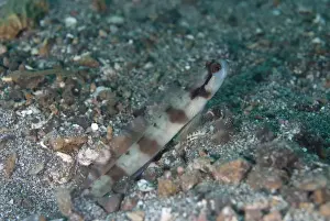 Gobies Prints: Masked Shrimpgoby (Amblyeleotris gymnocephala) adult