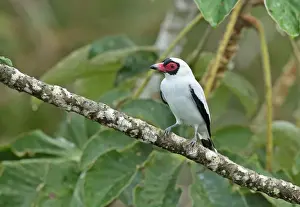 Masked Tityra (Tityra semifasciata costaricensis) adult male, perched on branch, Canopy Tower, Panama, November