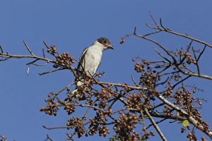 Masked Tityra (Tityra semifasciata) immature, perched in fruiting tree, Yucatan Peninsula, Mexico, October
