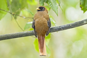 Equatorial Prints: Masked Trogon (Trogon personatus) adult female