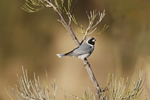 Desert Prints: Masked Woodswallow (Artamus personatus) adult, perched on bush, Uluru-Kata Tjuta N. P