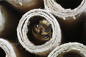 Tubes Prints: Mason Bee (Osmia leaiana) adult female