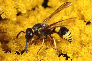 Vespidae Prints: Mason Wasp (Ancistrocerus parietinus) adult female