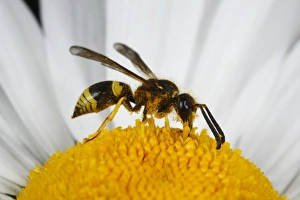 Daisy Prints: Mason Wasp (Ancistrocerus parietinus) adult male