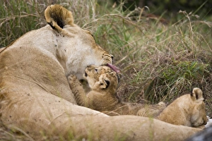 Big Cat Prints: Massai Lion (Panthera leo nubica) adult female