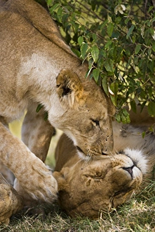 Anniversary Prints: Massai Lion (Panthera leo nubica) adult female