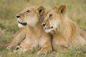 Big Cat Prints: Massai Lion (Panthera leo nubica) adult female laying with immature male