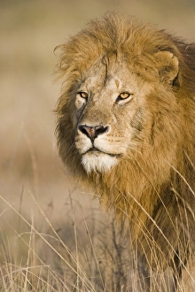 Big Cat Prints: Massai Lion (Panthera leo nubica) adult male, close-up of head, Masai Mara, Kenya