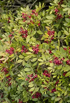 Leaves Prints: Mastic Tree (Pistacia lentiscus) close-up of leaves and fruit, France, October