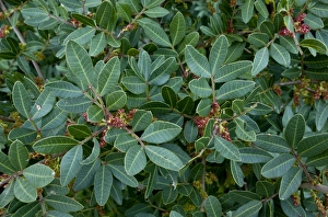 Chios Prints: Mastic Tree (Pistacia lentiscus var)