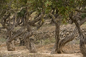 Mastic Tree (Pistacia lentiscus var. chia) trunks, in cultivation, Chios, Greece, April