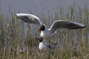 Ggull Prints: Mating Black headed Gulls at RSPB Minsmere. suffolk