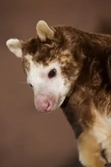Australia Prints: Matschie's Tree-kangaroo (Dendrolagus matschiei) adult, close-up of head (captive)