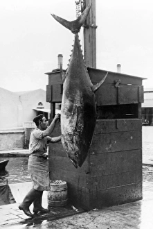 Port Prints: Mattanza tuna fishing, unloading catch on quay, Sicily, Italy, 1958 (Kurt Drost)