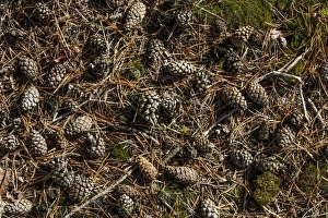 Cone Prints: Mature cones from Scots Pine trees, Pinus sylvestris