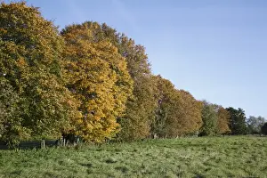 Unimproved Prints: Mature hedgerow trees, growing at edge of unimproved wet grazing meadow