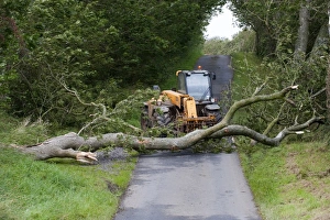 Mature tree fallen across road during storm being moved by farmer with loader, England, september