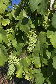 Vine Prints: Maturing wine grapes on the vine, Gironde, France, August