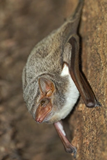 Madagascar Prints: Mauritian Tomb Bat (Taphozous mauritianus) adult