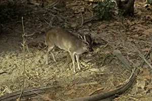 Maxwells Duiker (Philantomba maxwellii) adult male, standing in dry woodland, Liberia