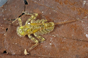 Nymph Prints: Mayfly (Epeorus sp. ) nymph, on fallen leaf in water, Italy