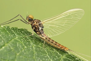 Mayflies Prints: Mayfly (Ephemeroptera sp. ) adult, resting on leaf, Leicestershire, England, july