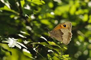 Butter Fly Prints: Meadow Brown (Maniola jurtina) adult