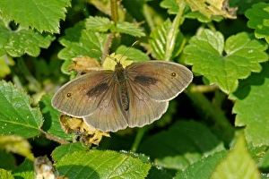 Sunning Prints: Meadow Brown (Maniola jurtina) adult male