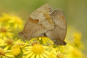 Downlands Prints: Meadow Brown (Maniola jurtina) adult pair