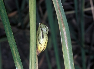 Pupa Prints: Meadow Brown (Maniola jurtina) pupa