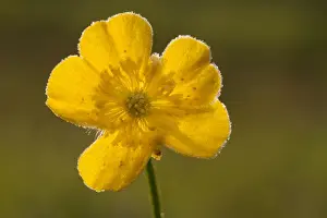 Meadow Buttercup (Ranunculus acris) close-up of flower, on frosty morning, Powys, Wales, May