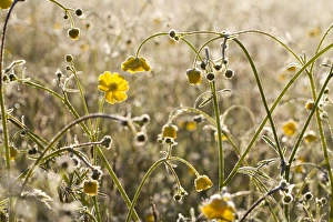 Frosted Prints: Meadow Buttercup (Ranunculus acris) flowering, on frosty morning, Powys, Wales, May