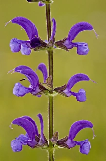 Meadow Clary (Salvia pratensis) close-up of flowers, growing in old meadow, Slovenia, june
