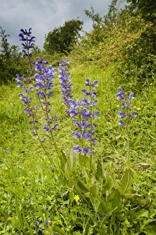 Downlands Prints: Meadow Clary (Salvia pratensis) flowering