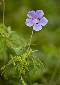 Rumania Prints: Meadow Cranesbill (Geranium pratense) flowering, Romania, september