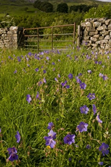 Meadow Cranesbill (Geranium pratense) flowering, growing on meadow edge beside gate in drystone wall, near Muker, Swaledale, Yorkshire Dales N. P. North Yorkshire, England, july