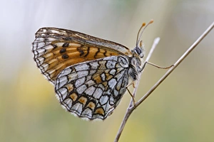 Plateau Prints: Meadow Fritillary (Melitaea parthenoides) adult