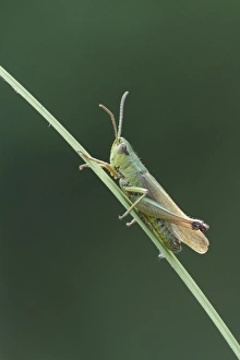 Grasshopper Prints: Meadow Grasshopper (Chorthippus parallelus) adult