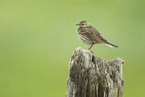 Meadow Pipit (Anthus pratensis) adult, standing on post, Iceland, June
