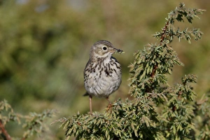 Moorland Prints: Meadow Pipit (Anthus pratensis) adult