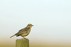 Pipits Prints: Meadow Pipit (Anthus pratensis) adult, perched on post, Norfolk, England, may